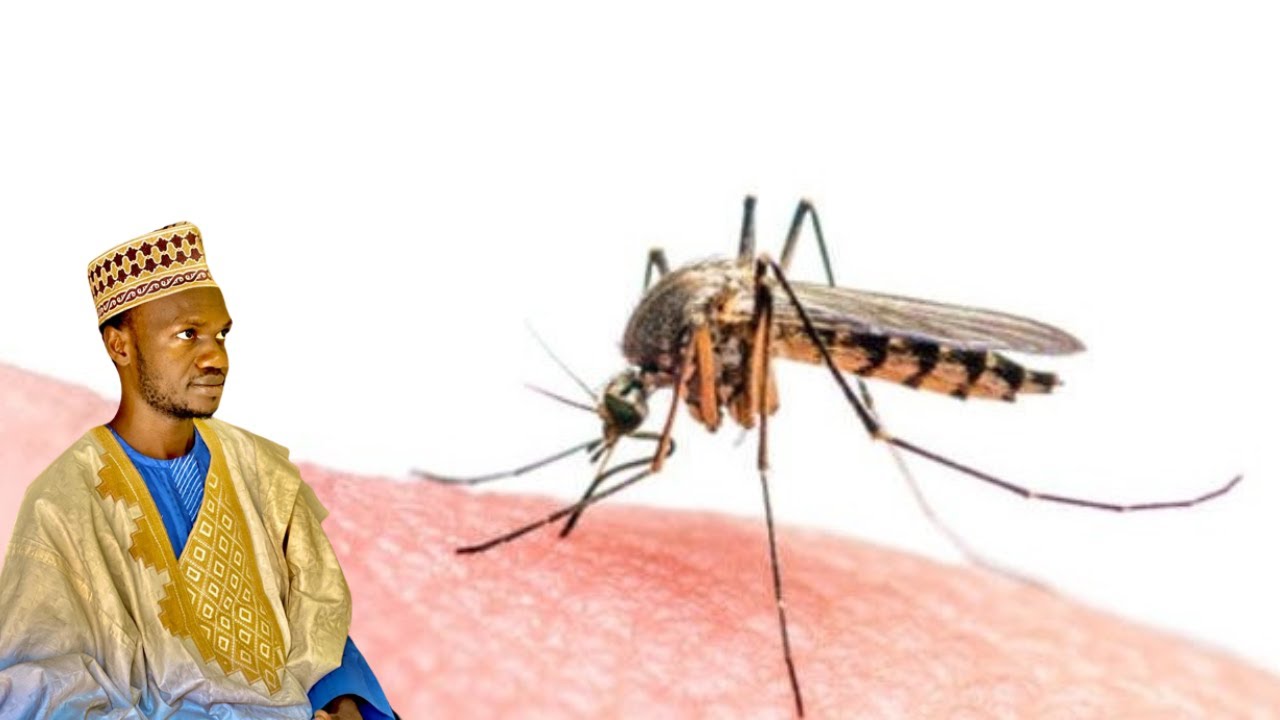 FASSARAR MAFARKIN SAURO