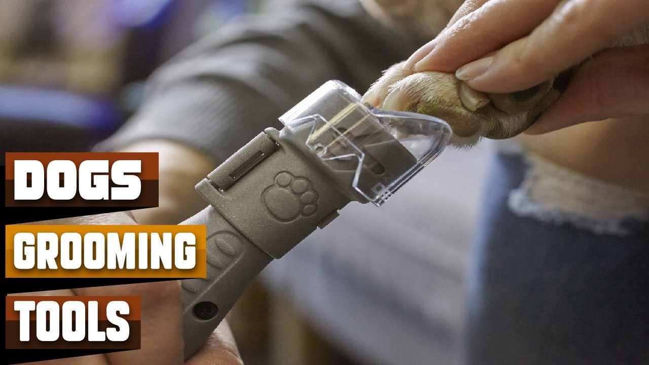 Best Grooming Tools for Dogs in 2026 (Top 10 Picks)