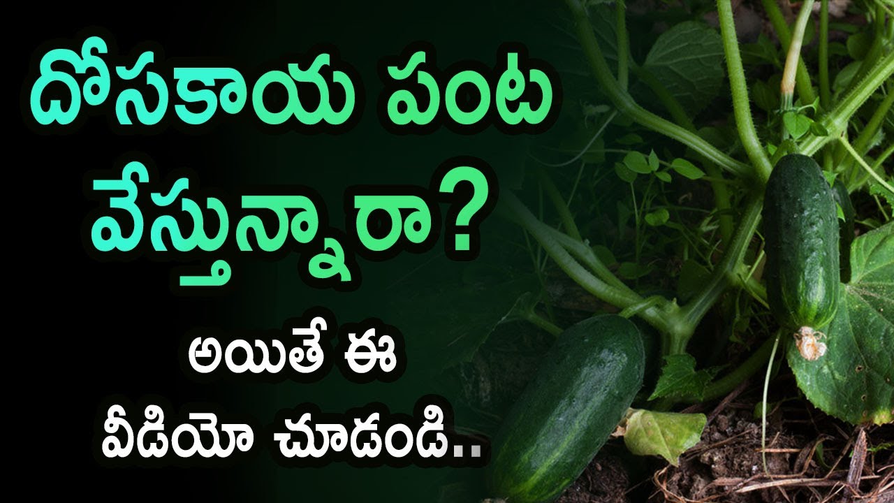 Cucumber Farming in Telugu How To Start a Cucumber Farming