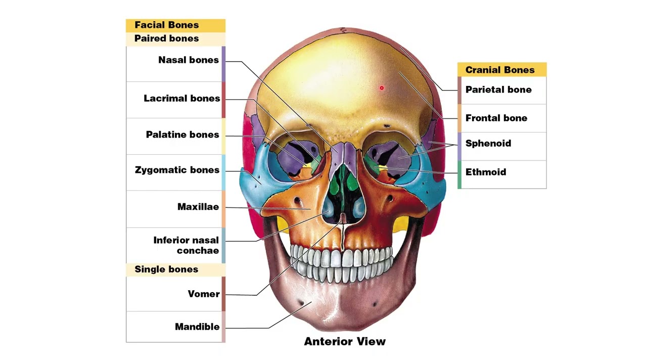 A&P 1   Chapter 7 Lecture Video   Dr  Snyder