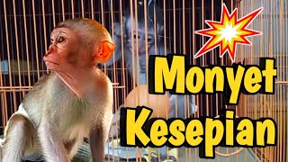 Monyet Kesepian