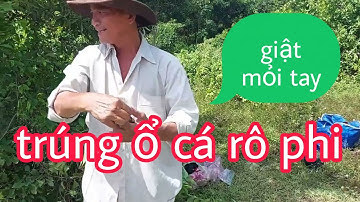 Bình Vlog Câu Cá Trê Sông, trúng ổ cá rô phi