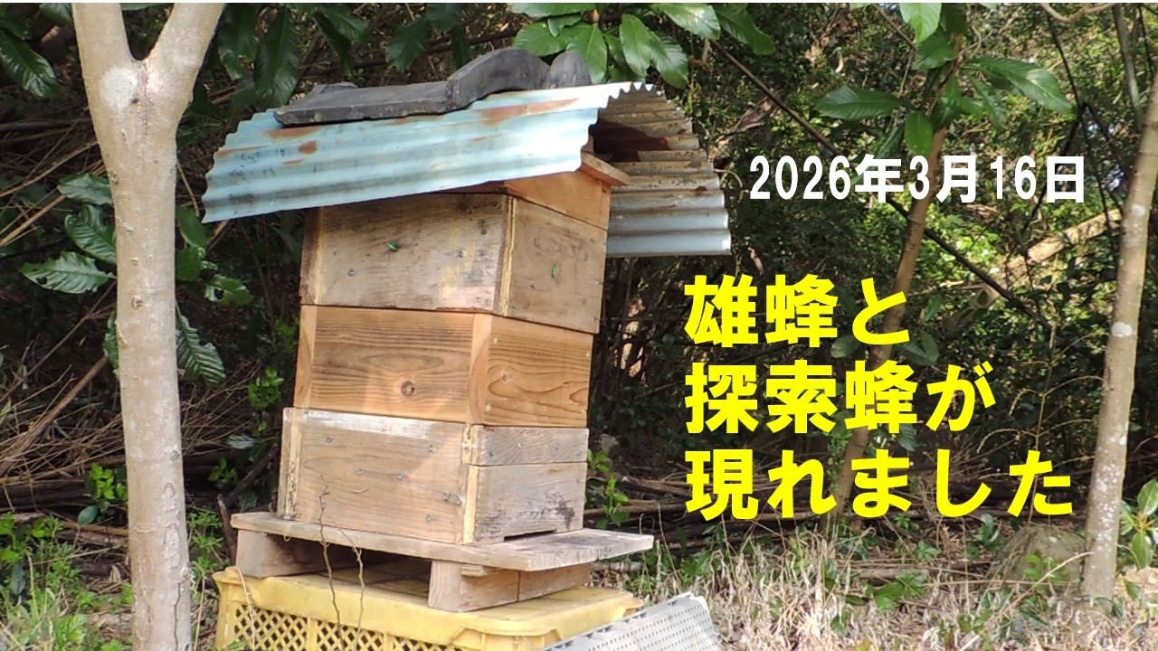 日本蜜蜂 オス蜂さん登場＆待ち箱に探索さん出現！ - YouTube