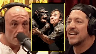 Joe Rogan   The Chimp Bit Him!