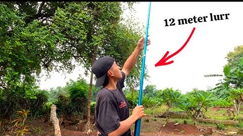 Tak spilkan tegek / joran pancing untuk mikat burung !!!