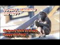 キンタロウ、3歳の誕生日。おめでとう♪　2021.12.19【京都市動物園】ニシゴリラの家族