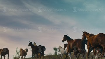 Horses running on a grass field