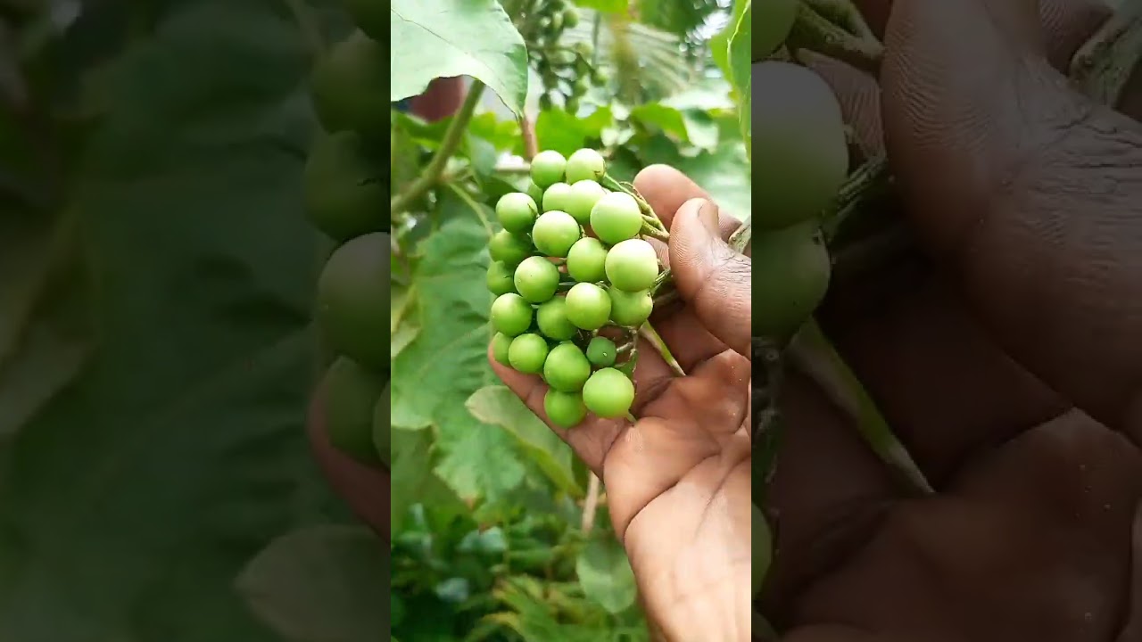 Big turkey berry harvest from 1 plant 