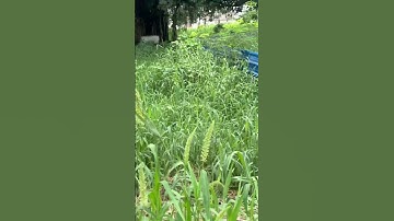 Plot for sale in patna 7479849433 #plotinbihta #property #commercialarea #plotforsale #hack #reach