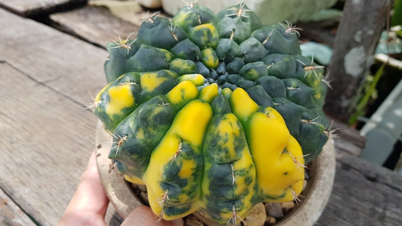 Huge Variegated Cactus! - Glass Garden Treasure 4