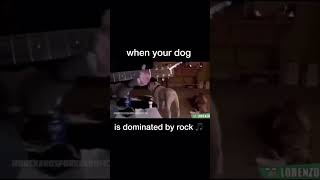When your dog is dominated by rock 🎵