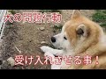 犬の問題行動改善(受け入れさせる)Dog Rescue A&R