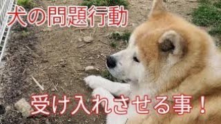 犬の問題行動改善(受け入れさせる)Dog Rescue A&R