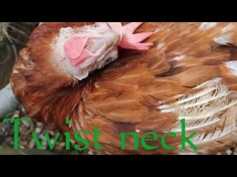 KUKU KUFA KWA KUPINDISHA SHINGO Twist Neck 