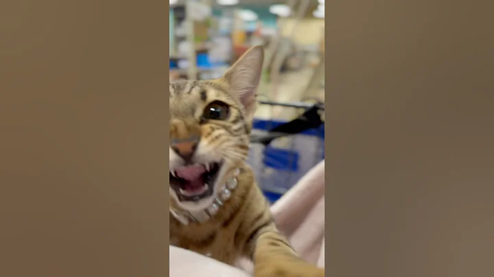 Video 6600211: talking savannah, savannah kitten, savannahcat