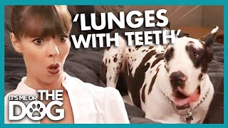 Dog Snaps At Owner That Sleeps In Bed With Him Its Me Or The Dog