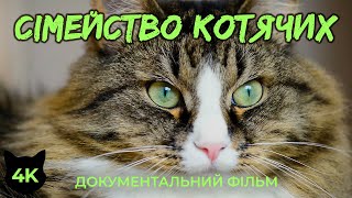 Сімейство котячих - Історія та життя улюблених домашніх тварин - Документальний фільм 4K HDR