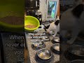 Life at a cat sanctuary. #catsanctuary #catrescue