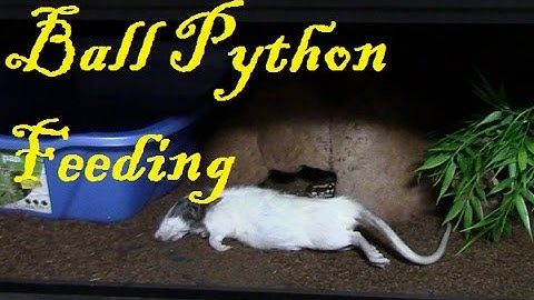 Ball Python Feeding Frozen Thawed