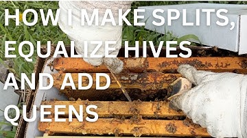 How I make splits, equalize hives and add queens