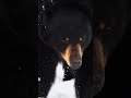 #canada #bear#cuties#Face#Bear#views_viral_video_subscribers_grow 🇨🇦🇨🇦🤯🤯🤯🦍