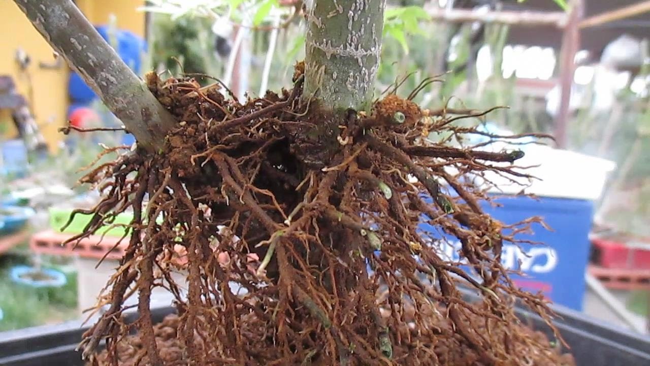 ACODO EN ACER PALMATUM SEIGEN