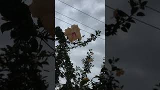 Beautiful flower my daughter want it . #viralvideo #ytshorts