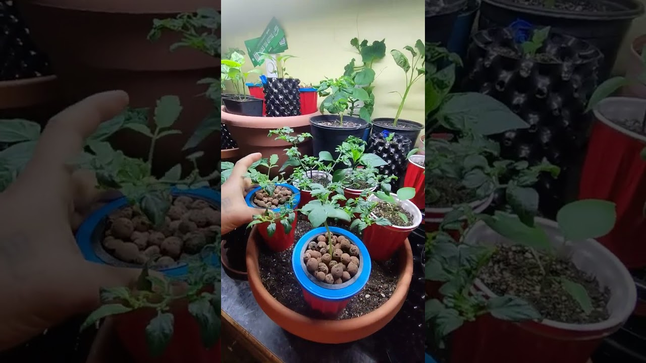 Organic Hydroponics (Kratky) Method