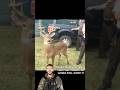 BIG OL BUCKY BOI 🦌 #gamewarden #wildlife #insane #reacts #outdoors #hunting #game #nature #survival