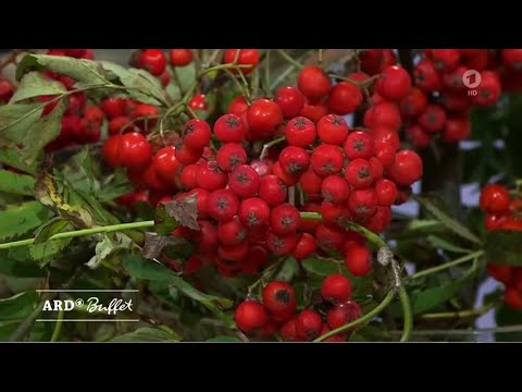 Rowan Berry Harvest Time