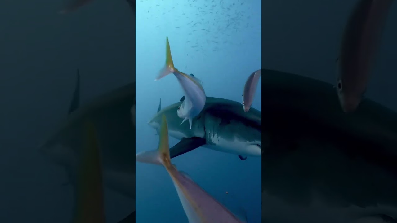 Looks scary shark 😱🤯