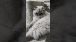 Dertliyiz#abone#keşfet#kitten#esdil #yutubeshorts#pets #funny #kitty #love #isfad #kedi #oyun #cat