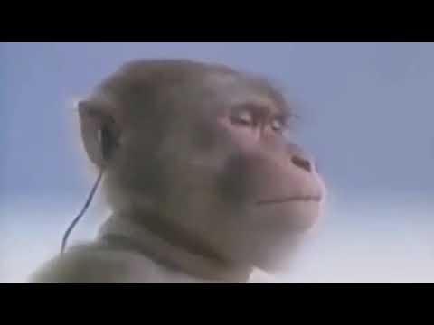 Monke space force