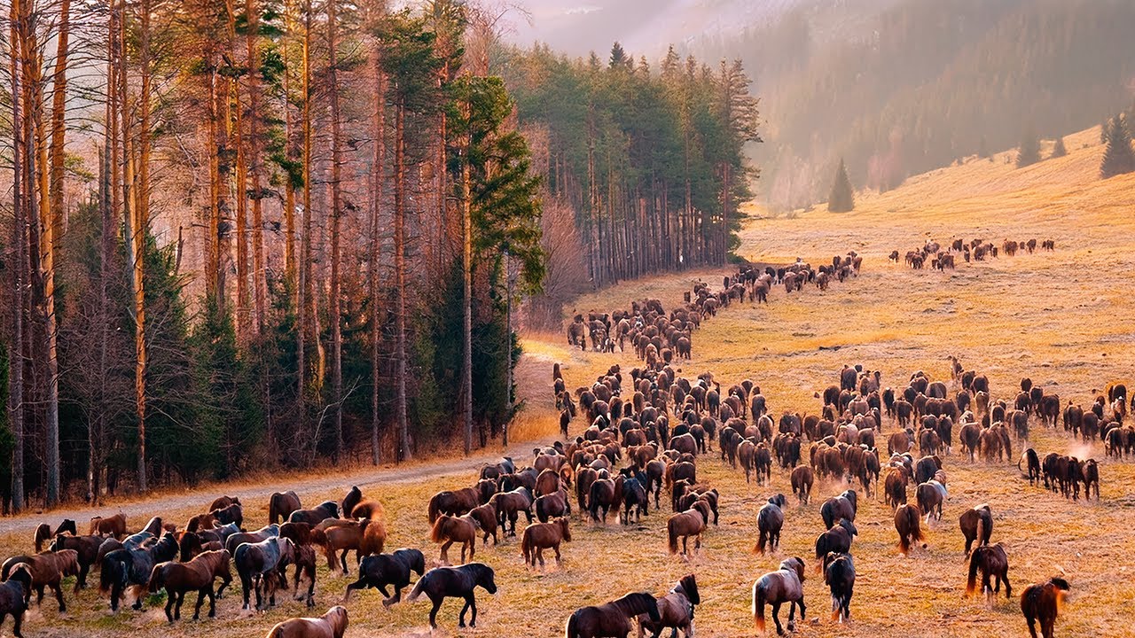 Европа Выпустила Диких Лошадей в Умирающий Лес, и Что Произошло Через 2 Года Шокировало Всех