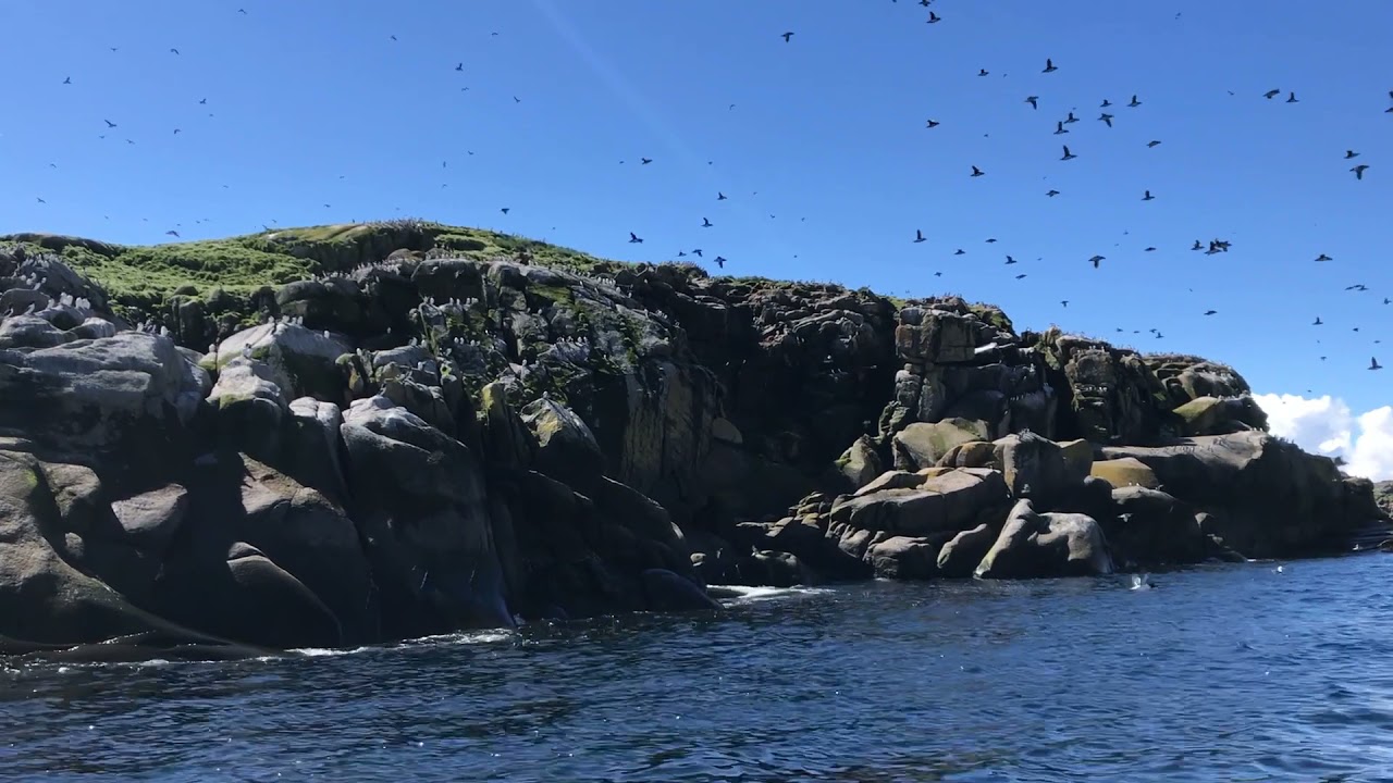 Gannet Islands Ecological Reserve 2018