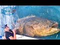 Operating Nurse Fishing For Monster Fish in Florida - Sharks and Goliath Grouper From Texas