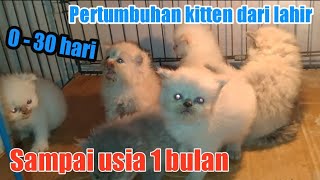 Pertumbuhan anak kucing dari lahir sampai 30 hari