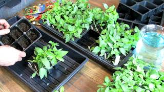 Seed Start Basics: Topping Off Peppers, Potting Up Peppers, Double Planting Peppers, Fertilizing