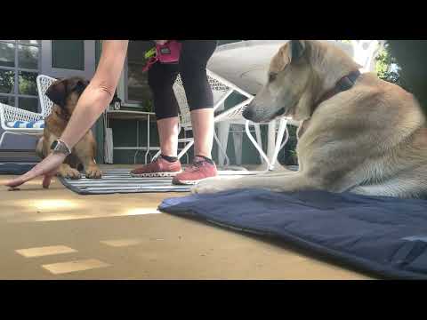 Inter-dog aggression: Step 3 towards Peaceful Co-habitation