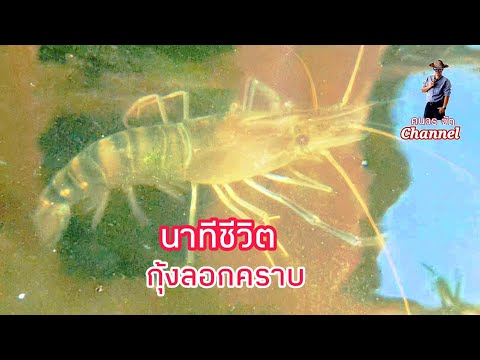 วีดีโอ: ทำไมกุ้งก้ามกรามถึงไม่มีกรงเล็บ?