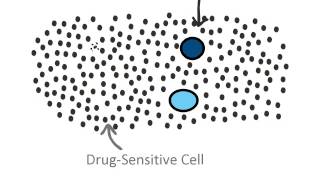 Phenotypic Heterogeneity during Treatment with a Cancer Drug - Melissa Ko