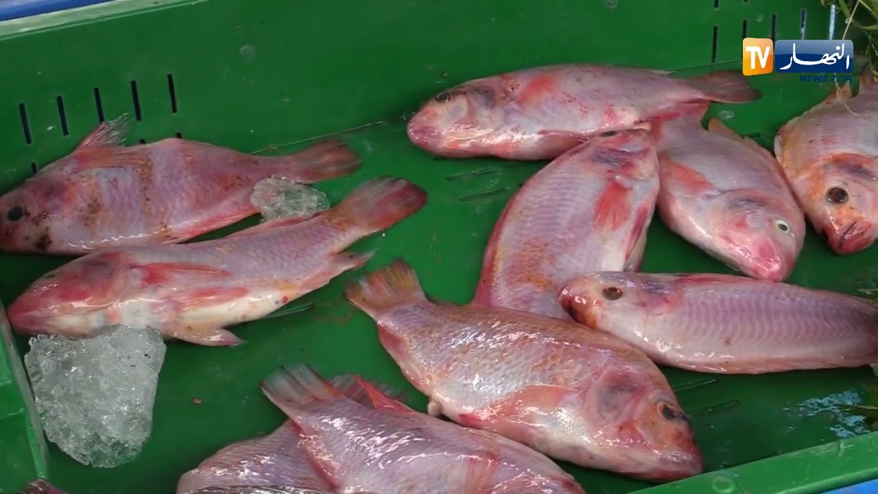 عين الدفلى: تربية سمك التيلابيا..إستثمار غير مكلف بفوائد كبيرة للسوق والفلاحة