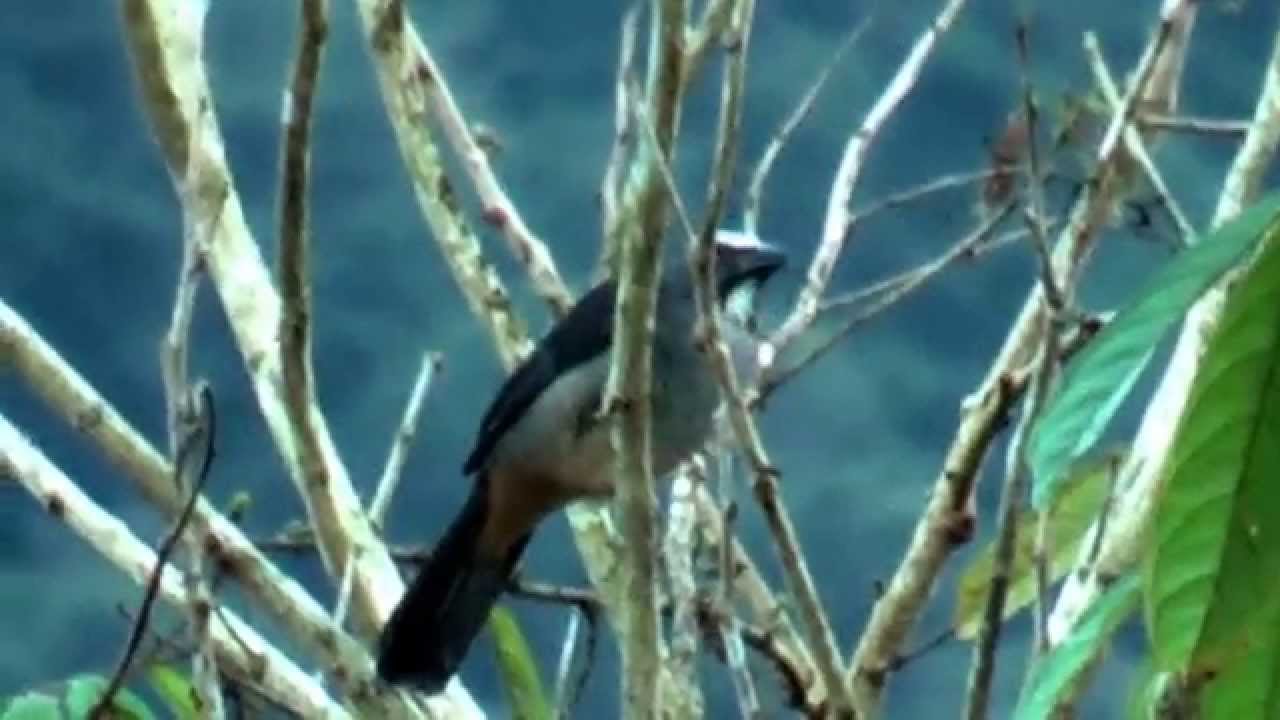 White-headed brush finch Atlapetes albiceps Weißkopf-Buschammer