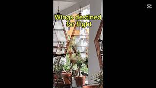 My destiny is written in the wind, not the cage