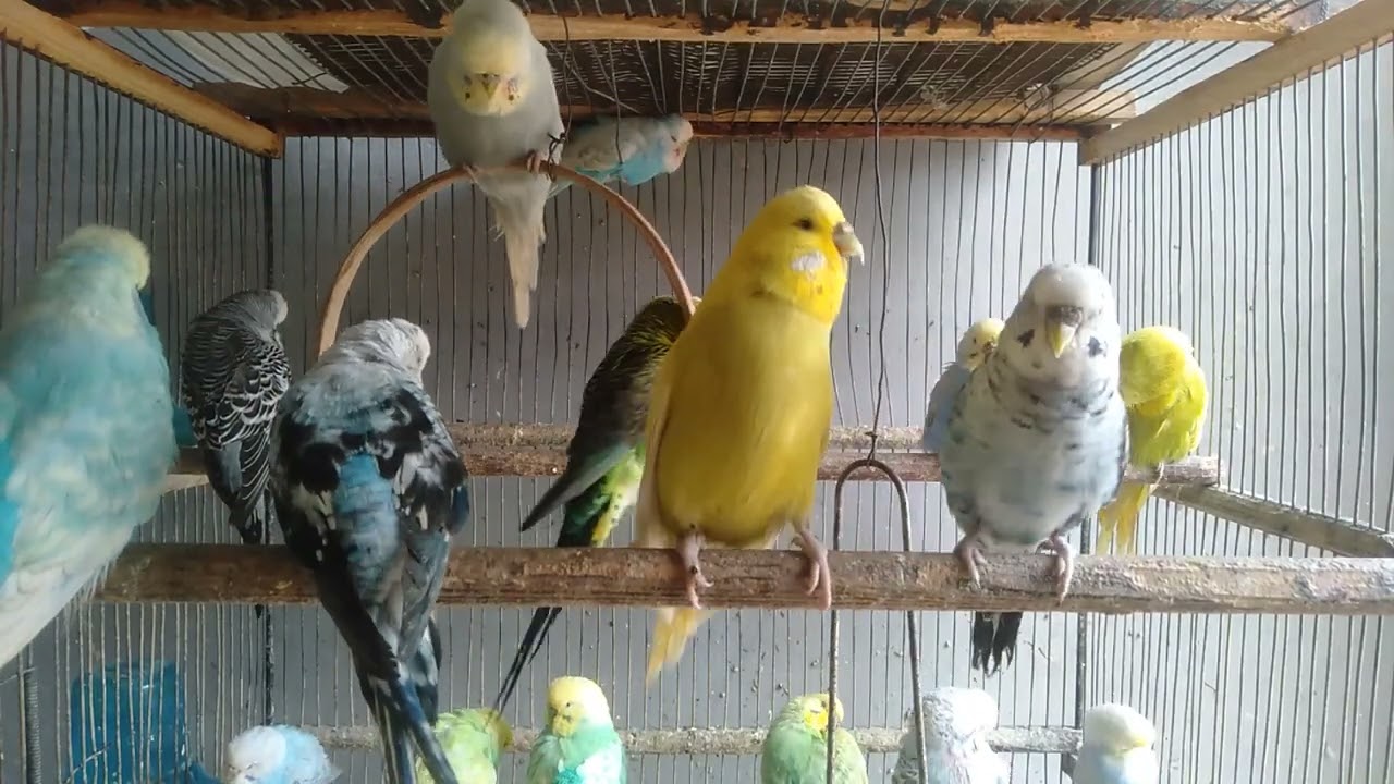 🐦セキセイインコが選ばなかった理由がこれ
