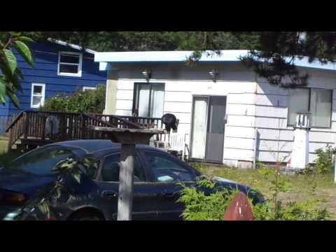 Crow Silas pulls up peanut on a string.