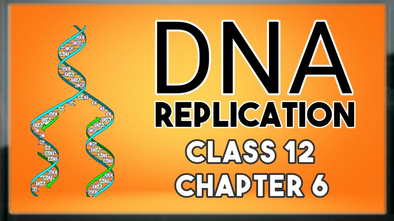 DNA Replication Class 12 Chapter 6 Biology YouTube