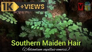 Southern Maidenhair Fern | The Nature and Philosophy