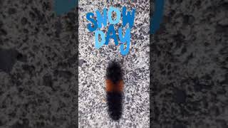 This CUTE Animal can Predict THE FUTURE!  #shorts #nature #myth #weather #prediction #animal #cute