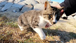 海岸でプロレスごっこをする黒猫兄弟、お隣に住むキジシロ猫も遊びに来た